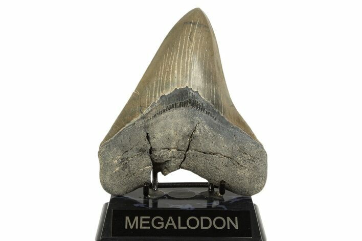 Serrated Fossil Megalodon Tooth From Georgia - Repaired #338623